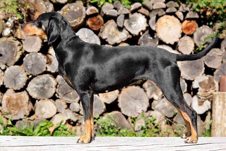Pictures of Transylvanian Hound